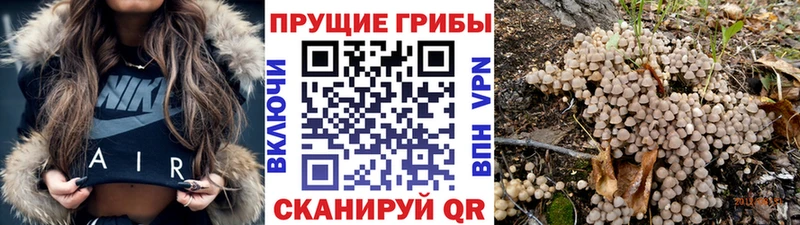 Галлюциногенные грибы Psilocybe закладки Калининск